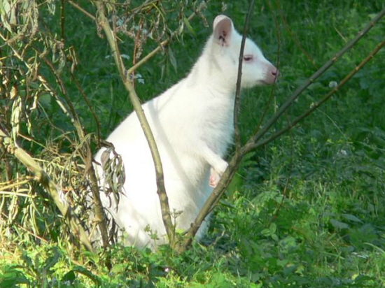 das Albino Knguru